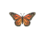 Insects - Animal Crossing: New Horizons