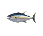 Fish - Animal Crossing: New Horizons
