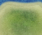 Stage 05: The Land of Peace - Small Islands - SD Gundam G Generation Cross Rays