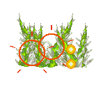 Nettle - Golden Sun 2: The Lost Age