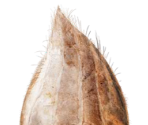 Seed - Mitoza