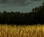 Rainy Field (Akane) - Eternal Fighter Zero