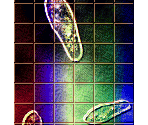 Evolution Mode Pictures - Sen-Know