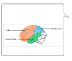 Knowledge Bubble Graph - Brain Exercise with Dr. Kawashima
