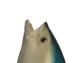 The Realistic Fish Head - SpongeBob SquarePants: Battle for Bikini Bottom - Rehydrated