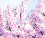 Backgrounds (1/2) - D.C. II ~Da Capo II~