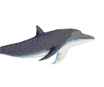 Dolphin - Hypnospace Outlaw