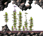 Eagle's Bay (Foreground) - Ecco: The Tides of Time
