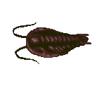 Trilobite - Ecco the Dolphin