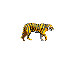 Tiger - Osman