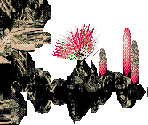 Volcano Bay - Ecco Jr.