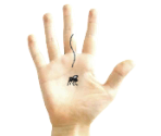 Mosquito - Tomodachi Life