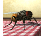 Application Icon - Fly Simulator