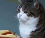 Cat & Hotdogs - Weenie Cop