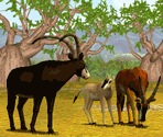 Plaques - Zoo Tycoon