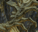 Fossil Caves - SaGa Frontier 2