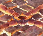 Last Megalith (Boss Rooms) - SaGa Frontier 2