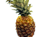 Pineapple-Sensei - Chop Chop Fruit salad Mystery Jam DokiDoki Dating Sim THingy