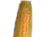 Corn - Chop Chop Fruit salad Mystery Jam DokiDoki Dating Sim THingy