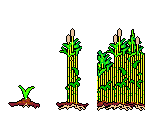 Bamboo Nursery - Caveland