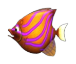 Angelfish - Feeding Frenzy