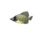 Minnow - Feeding Frenzy
