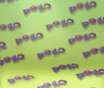 Backgrounds - Pogo Minis