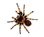 Tarantula - Smol Ame