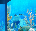 Inside the Aquarium Backgrounds - Team Umizoomi