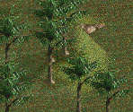 Queen Palm Tree - Chris Sawyer's Locomotion