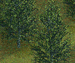 Silver Birch Trees - Chris Sawyer's Locomotion