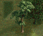 Scots Pine Tree - Chris Sawyer's Locomotion
