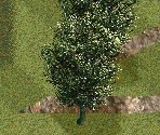 Robinia Tree - Chris Sawyer's Locomotion