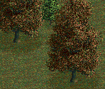 Chestnut Tree - Chris Sawyer's Locomotion