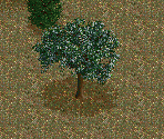 Snowbell Tree - Chris Sawyer's Locomotion