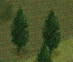 Italian Cypress Tree - Chris Sawyer's Locomotion