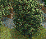 Oak Tree - Chris Sawyer's Locomotion