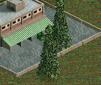 Dawn Redwood Tree - Chris Sawyer's Locomotion