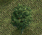 Sugar Maple Tree - Chris Sawyer's Locomotion