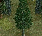 Silver Pine Tree - Chris Sawyer's Locomotion