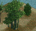 Cedar of Lebanon Tree - Chris Sawyer's Locomotion