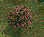 Copper Beach Tree - Chris Sawyer's Locomotion