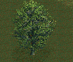 Maple Tree - Chris Sawyer's Locomotion