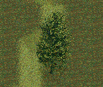 Narrow Leaf Ash Tree - Chris Sawyer's Locomotion
