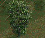 Elm Tree - Chris Sawyer's Locomotion