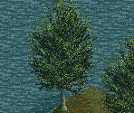 Common Beech Tree - Chris Sawyer's Locomotion