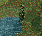 Pond Cypress Tree - Chris Sawyer's Locomotion