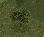 Japanese Crab Tree - Chris Sawyer's Locomotion