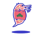 Osomatsu (Water Fleas) - Osomatsu-san Hesokuri Wars: Battle of the NEETs