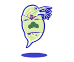 Choromatsu (Water Fleas) - Osomatsu-san Hesokuri Wars: Battle of the NEETs
